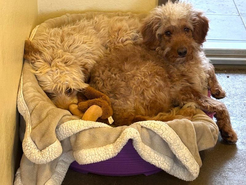 Dean | Poodle (Miniature) Cross | Shoreham (Sussex) - 1
