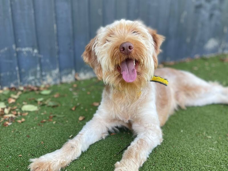 Dean | Poodle (Miniature) Cross | Shoreham (Sussex) - 7