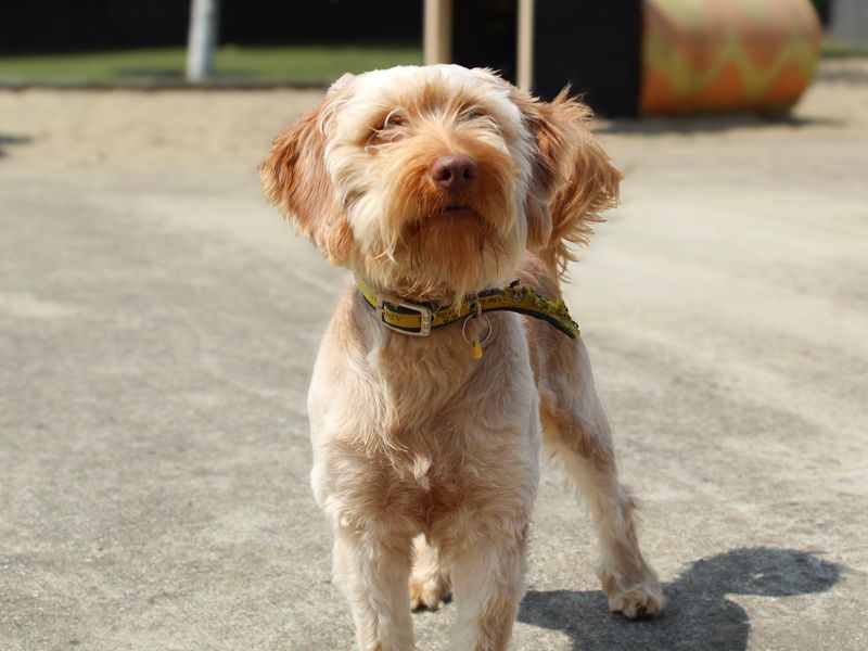 Dean | Poodle (Miniature) Cross | Shoreham (Sussex) - 4