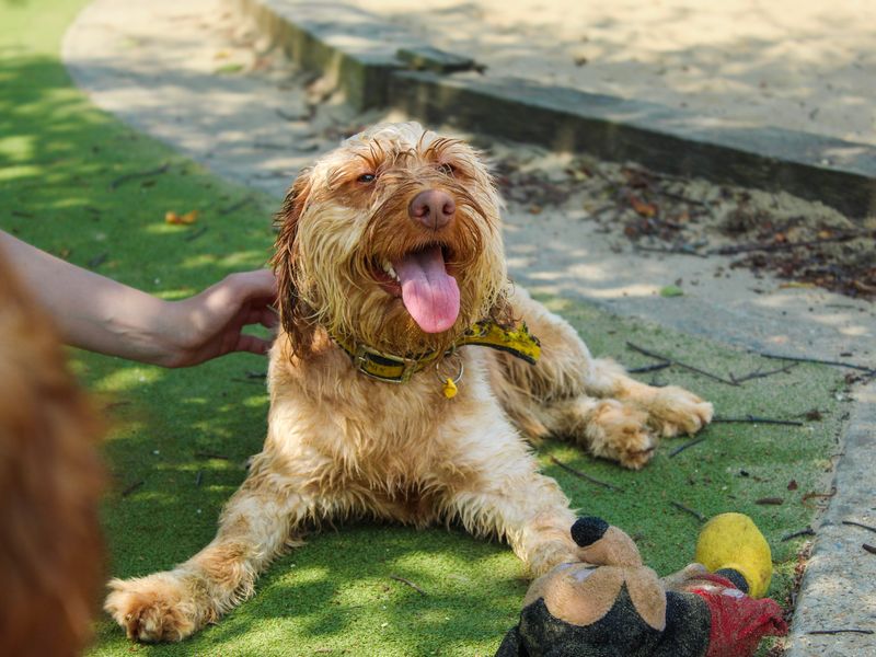 Dean | Poodle (Miniature) Cross | Shoreham (Sussex) - 6