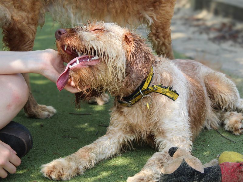 Dean | Poodle (Miniature) Cross | Shoreham (Sussex) - 5