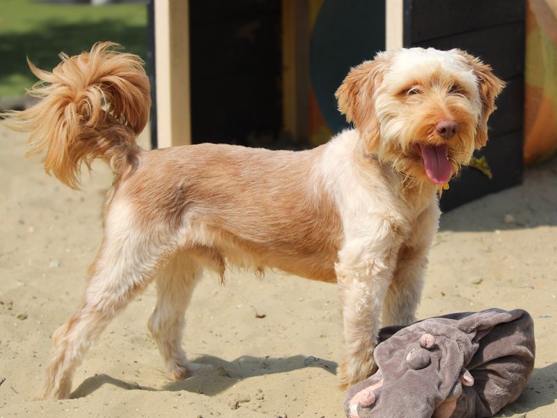 Dean | Poodle (Miniature) Cross | Shoreham (Sussex) - 1
