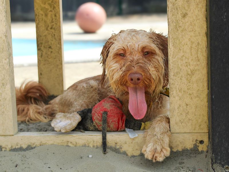 Dean | Poodle (Miniature) Cross | Shoreham (Sussex) - 2