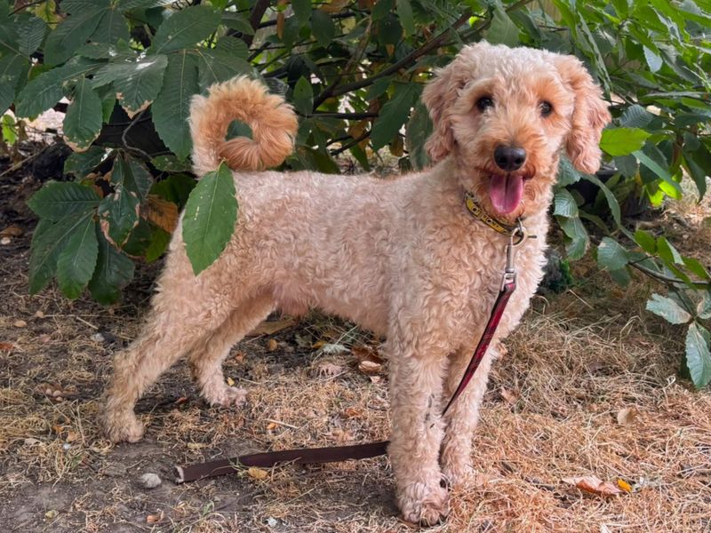 Kenny Rogers | Poodle (Miniature) Cross | Canterbury - 2