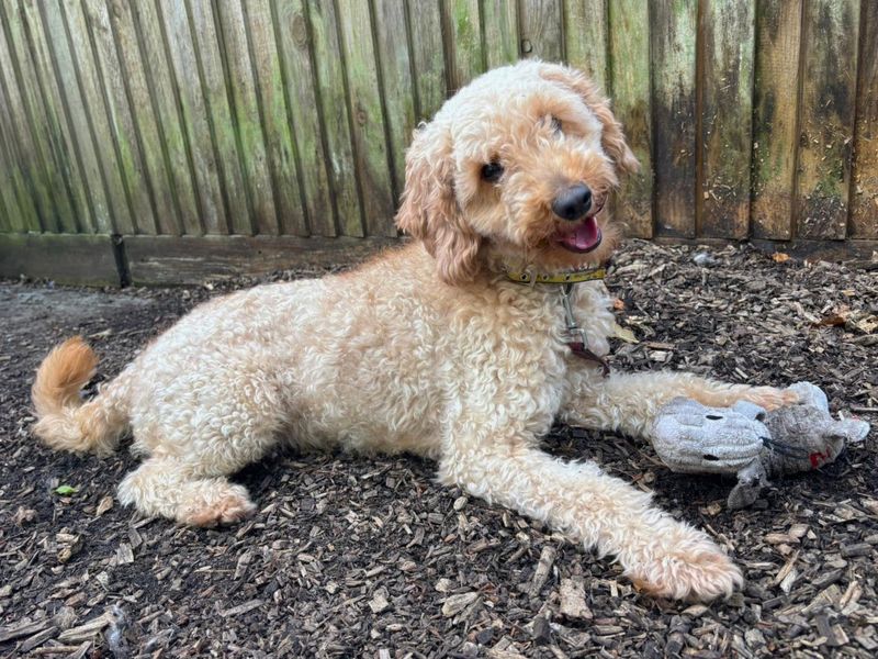 Kenny Rogers | Poodle (Miniature) Cross | Canterbury - 3