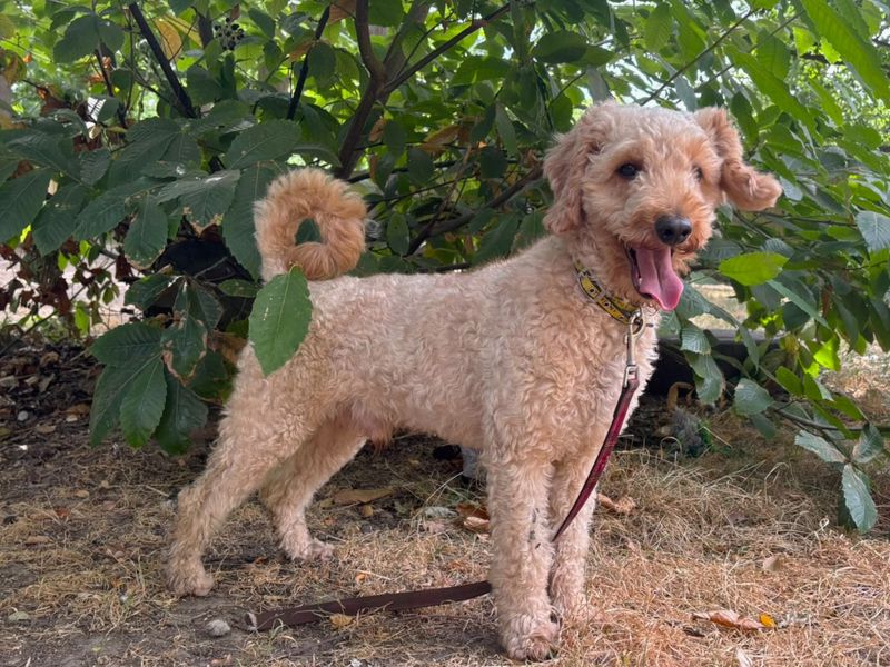 Kenny Rogers | Poodle (Miniature) Cross | Canterbury - 4