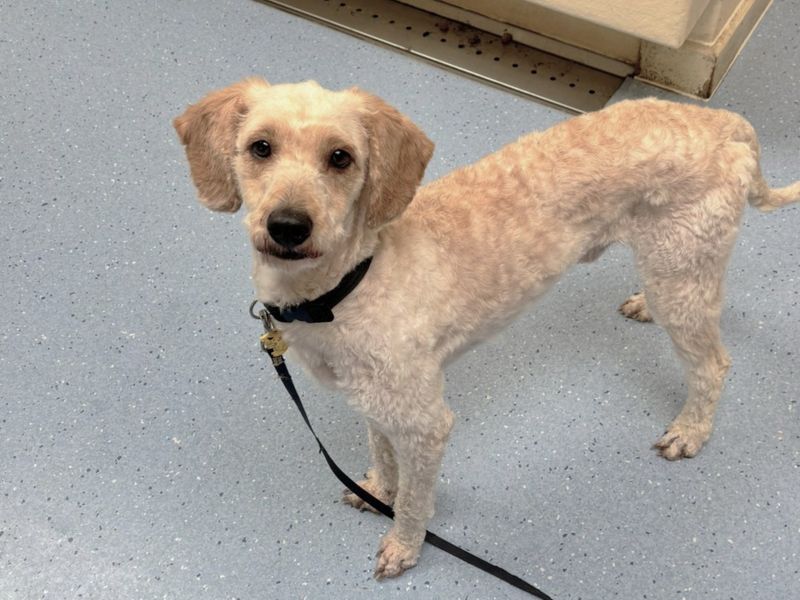 Billy Ray Cyrus | Poodle (Miniature) Cross | Canterbury - 2