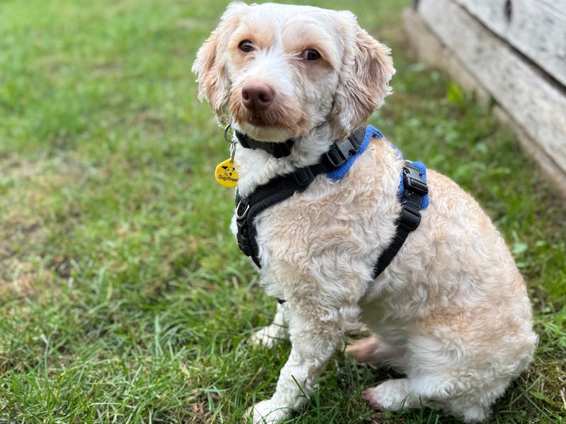 Lenny | Poodle (Miniature) Cross | Newbury (Berkshire) - 3