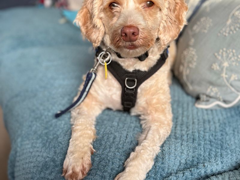 Lenny | Poodle (Miniature) Cross | Newbury (Berkshire) - 2