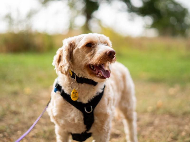 Lenny | Poodle (Miniature) Cross | Newbury (Berkshire) - 2
