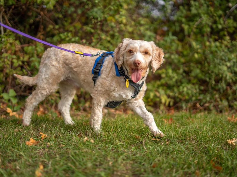 Lenny | Poodle (Miniature) Cross | Newbury (Berkshire) - 3