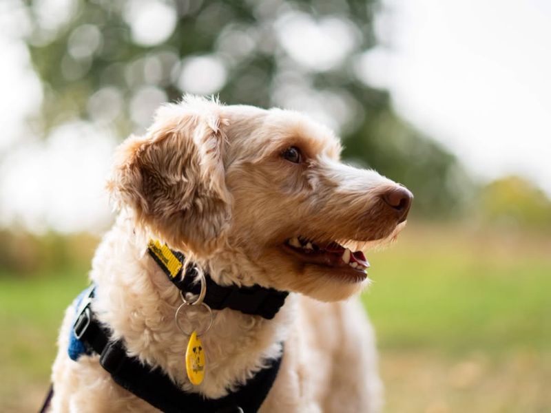 Lenny | Poodle (Miniature) Cross | Newbury (Berkshire) - 1