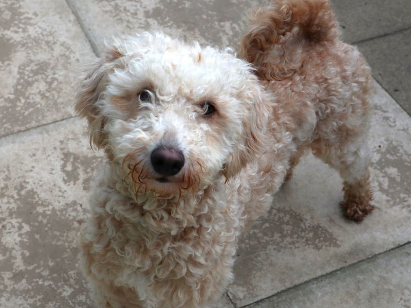 Liza | Poodle (Miniature) Cross | Harefield West London - 1