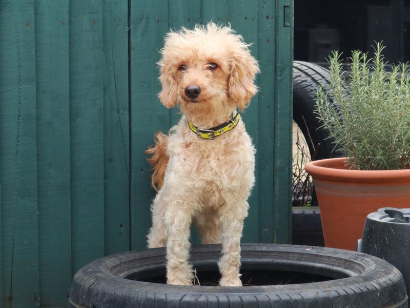 Bette - Image 2 of 2