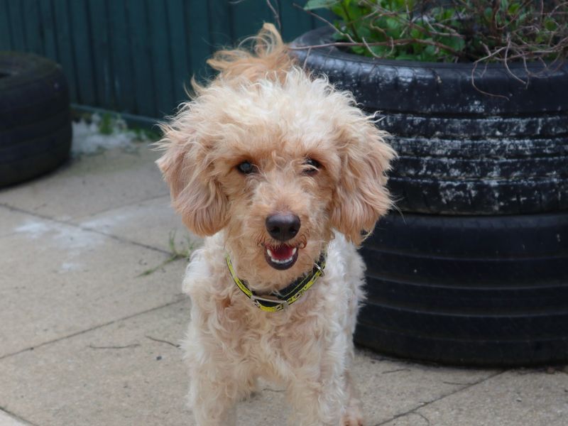Bette | Poodle (Miniature) Cross | Harefield West London - 1