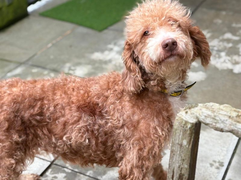 Greta | Poodle (Miniature) Cross | Shoreham (Sussex) - 1