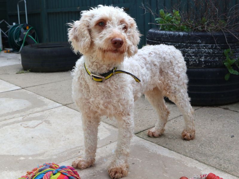 Ava | Poodle (Miniature) Cross | Harefield West London - 1