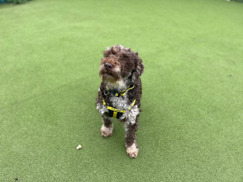 Audrey | Poodle (Miniature) Cross | Shoreham (Sussex) - 1