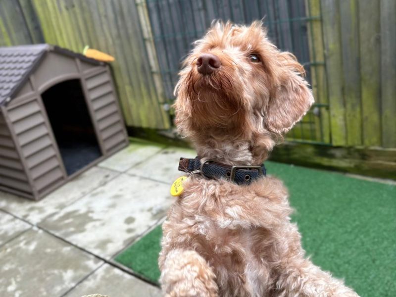 Rita | Poodle (Miniature) Cross | Shoreham (Sussex) - 1