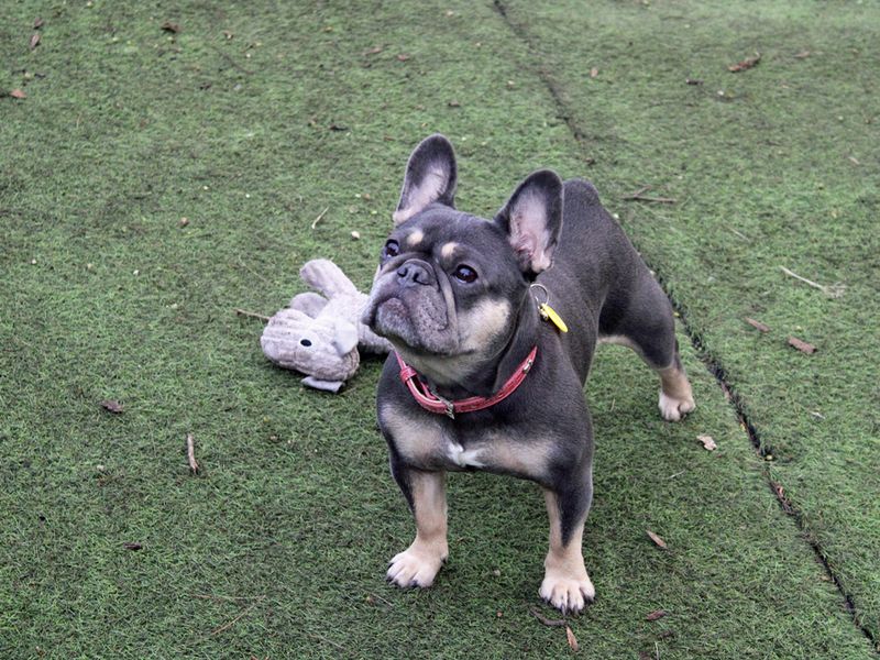 Holly - Image 2 of 3