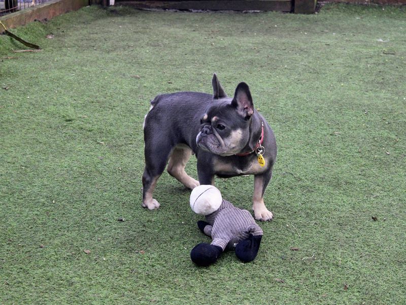 French Bulldog for adoption in Liverpool, Merseyside – 5 years old