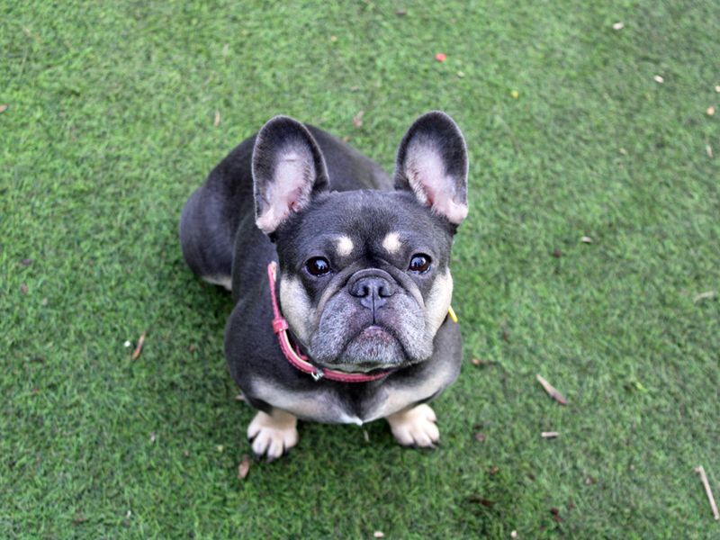 Holly - Image 3 of 3