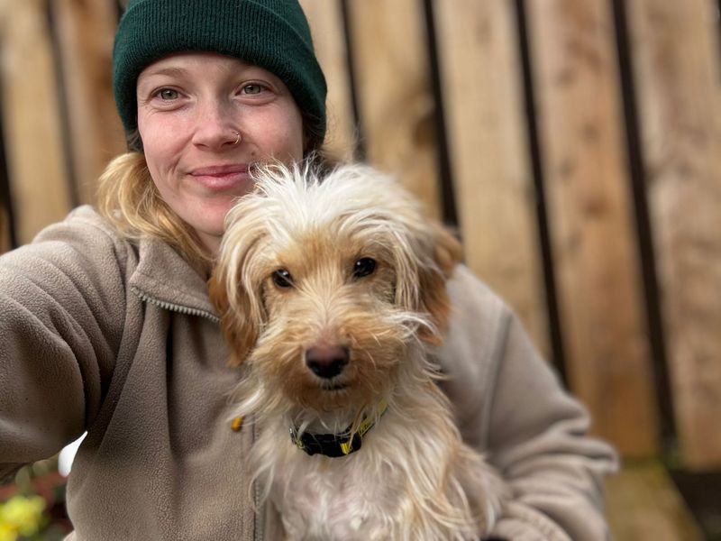 Springer Spaniel for adoption in Rhondda Cynon Taf – 10 months old - Image 3 of 3