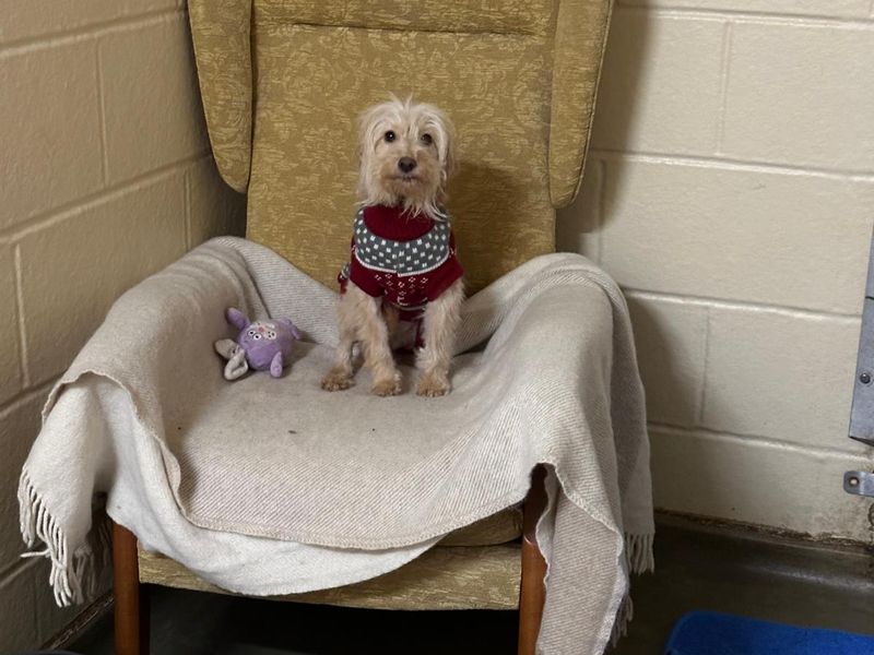 Springer Spaniel Dogs And Puppies For Adoption