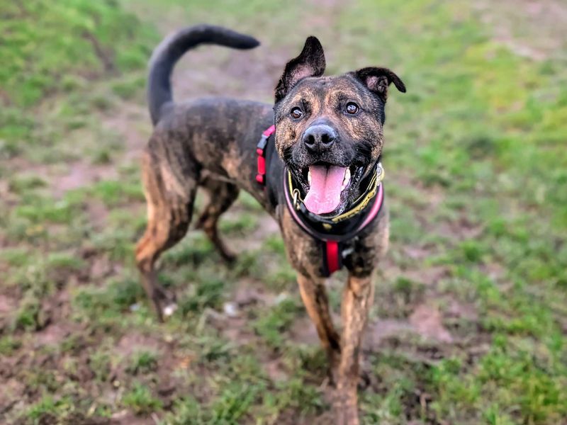 German Shepherd for adoption in Cardiff – 3 years old - Image 8 of 8