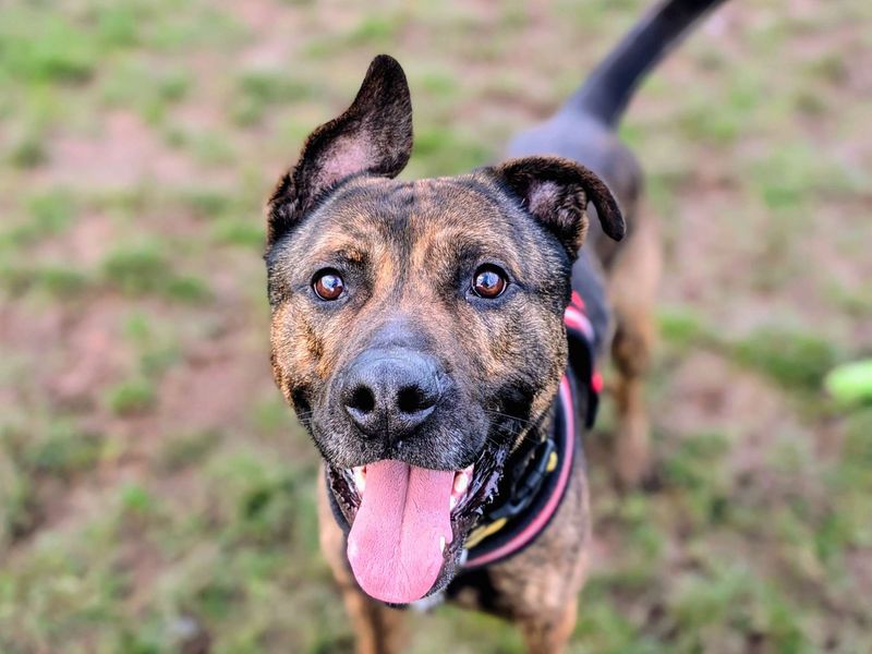 German Shepherd for adoption in Cardiff – 3 years old - Image 2 of 8