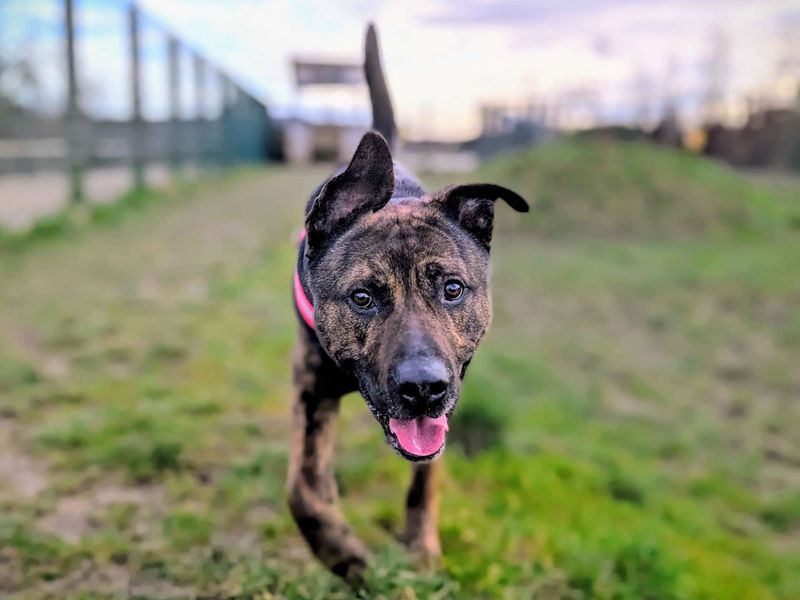 German Shepherd for adoption in Cardiff – 3 years old - Image 6 of 8