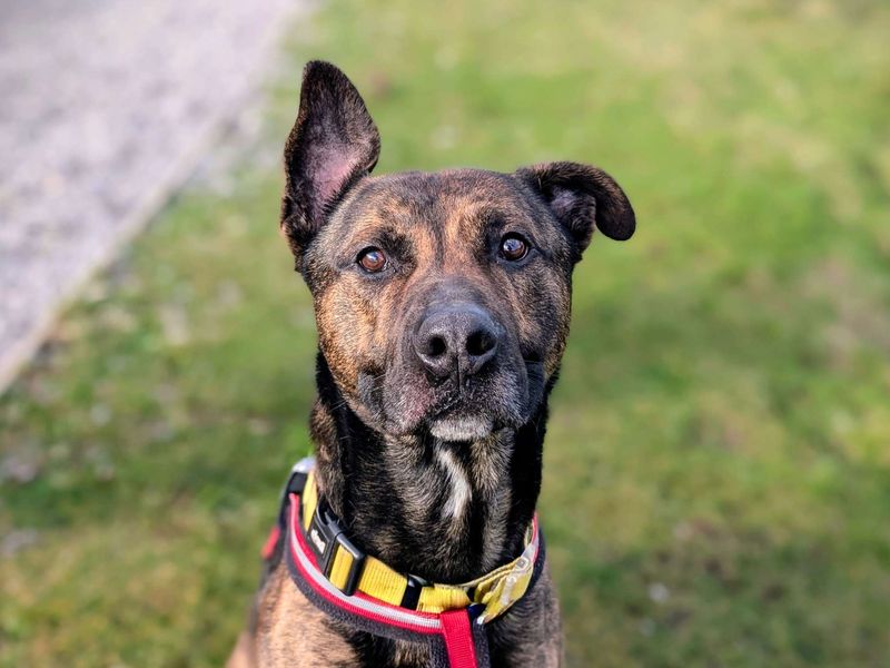 German Shepherd for adoption in Cardiff – 3 years old - Image 3 of 8