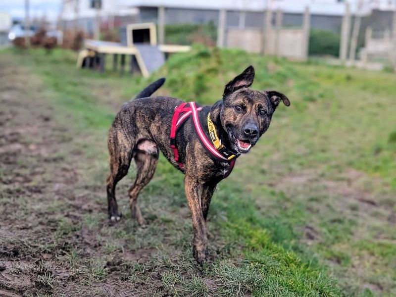 German Shepherd for adoption in Cardiff – 3 years old - Image 4 of 8