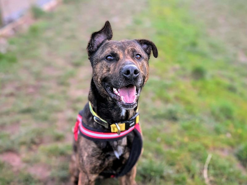 Sparky | German Shepherd Dog Cross | Cardiff - 1