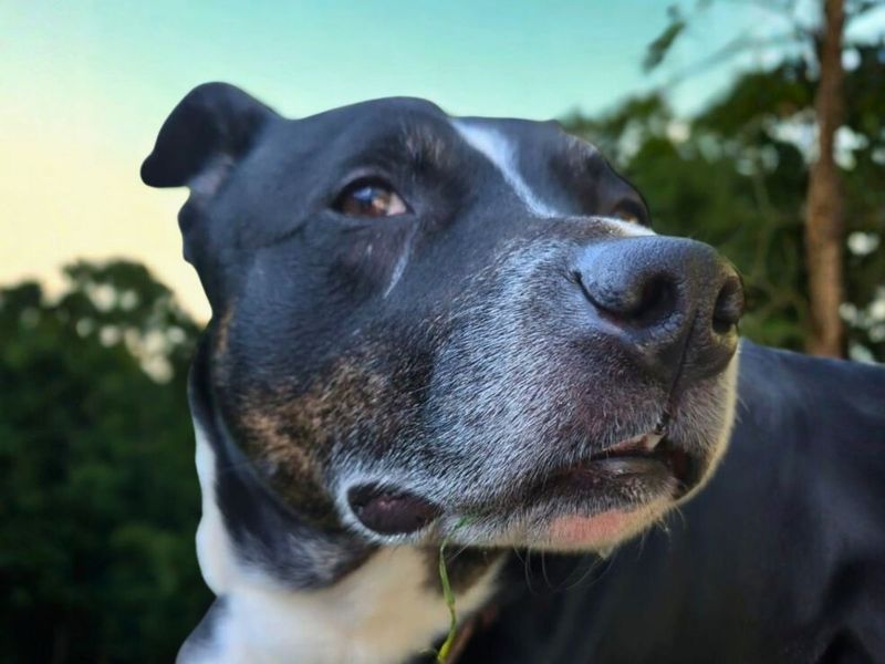 Oscar - Image 3 of 3