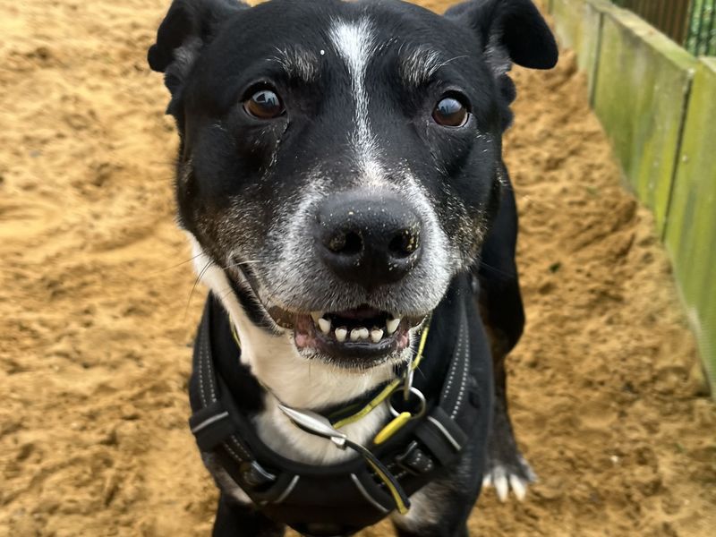 Oscar - Image 2 of 3