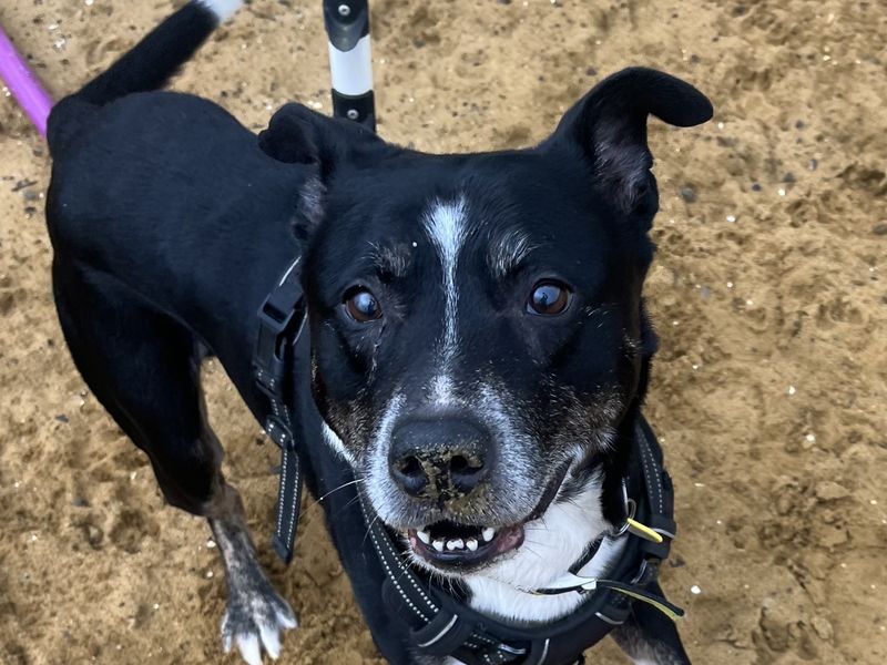 Oscar | Collie (Border) Cross | Salisbury (Wiltshire) - 1