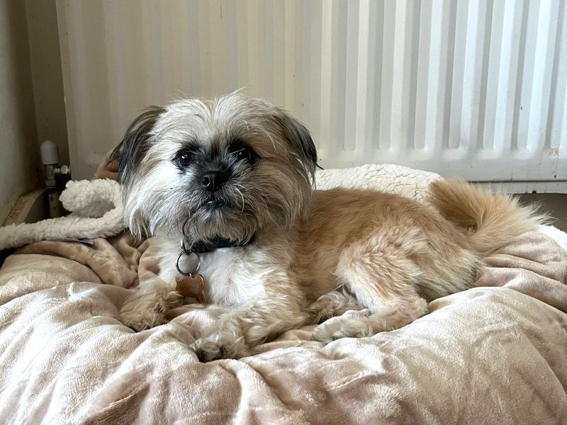 Margot - Image 5 of 5