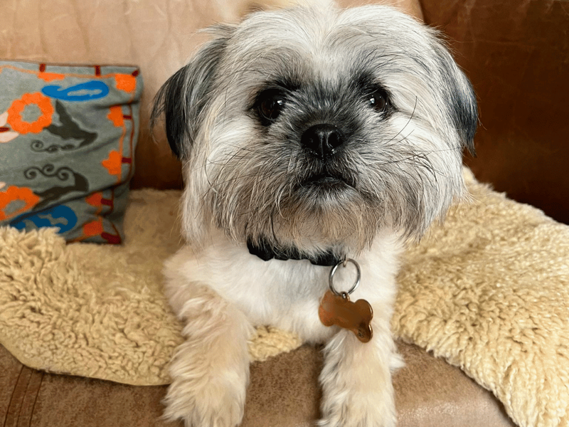 Margot - Image 3 of 5