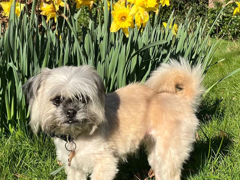 Shih Tzu Dogs And Puppies For Adoption