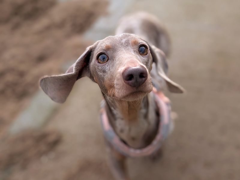 Dachshund for adoption in Cardiff – 2 years old - Image 5 of 5