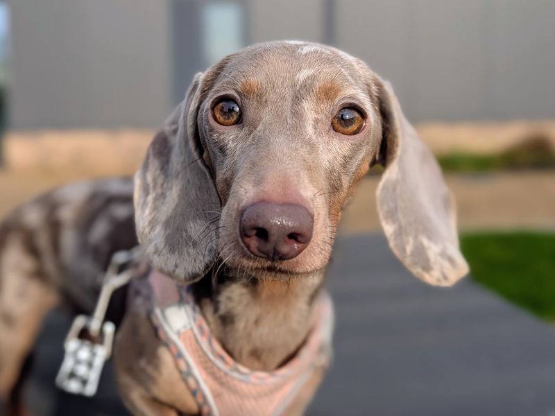 Dachshund for adoption in Cardiff – 2 years old - Image 3 of 5