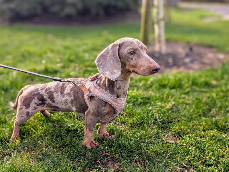 Dachshund for adoption in Cardiff, Glamorgan – 2 years old