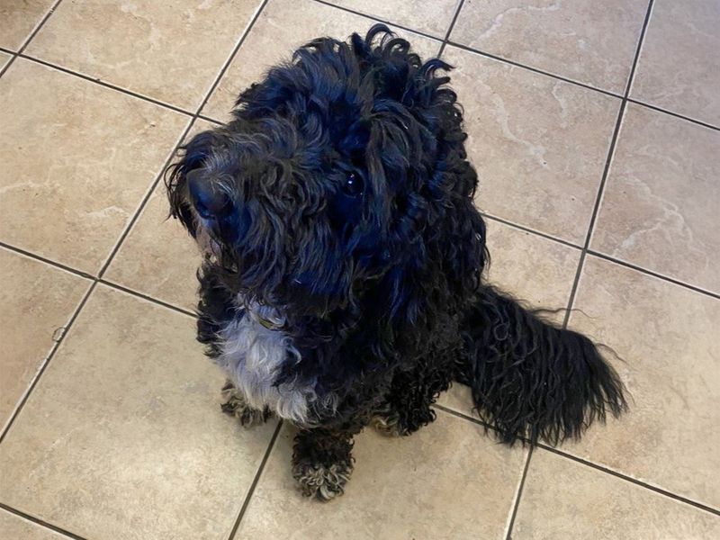 Bob | Poodle (Miniature) Cross | Basildon (Essex) - 1