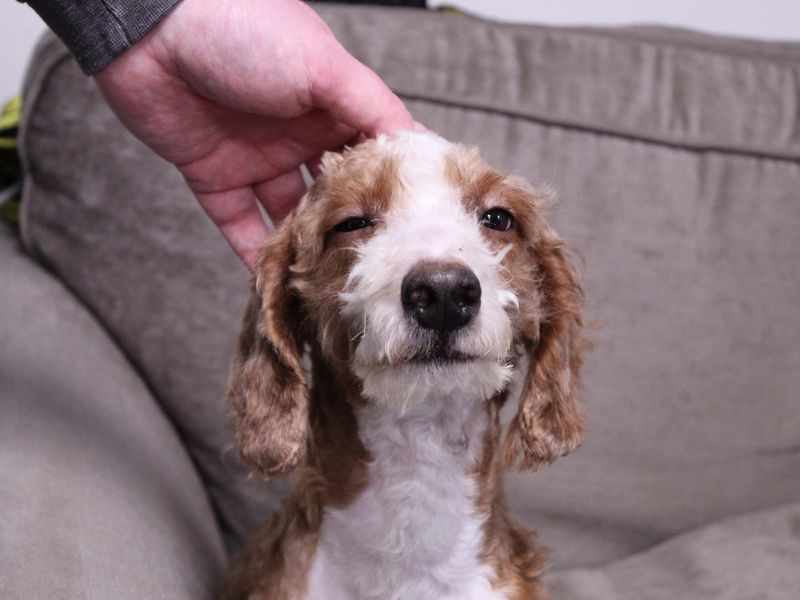 Poodle for adoption in Newbury, Berks – 1 year old