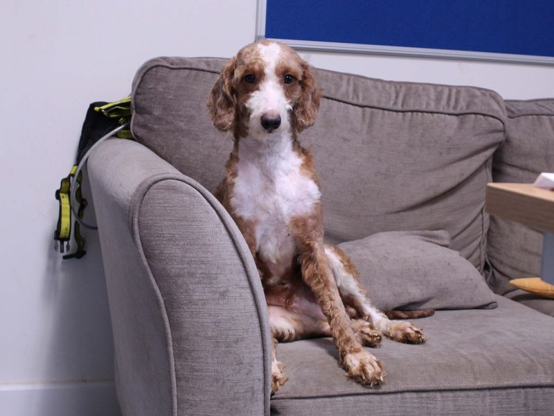 Huxley - Image 2 of 5