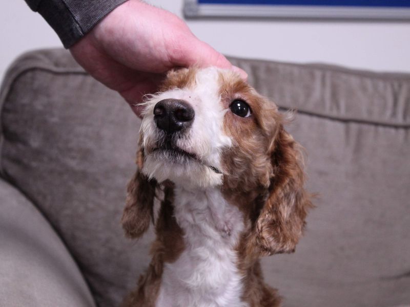 Huxley - Image 5 of 5