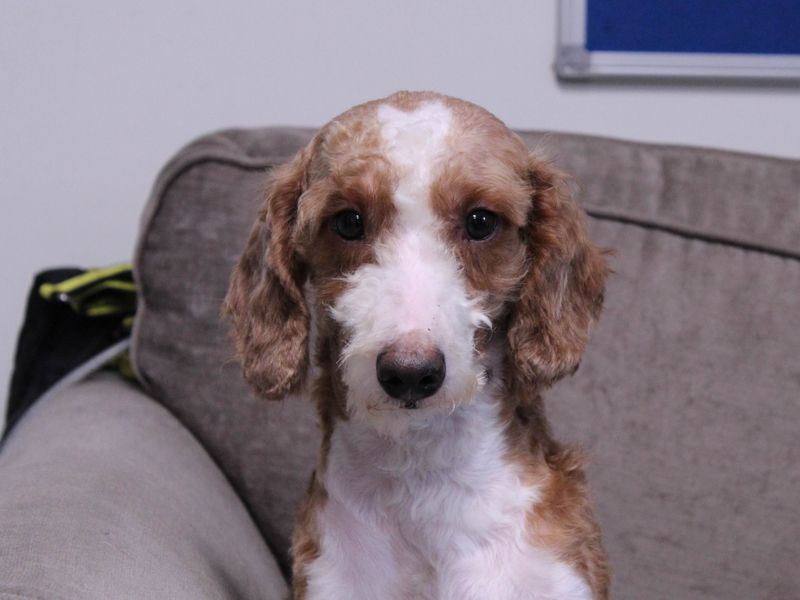 Huxley - Image 4 of 5