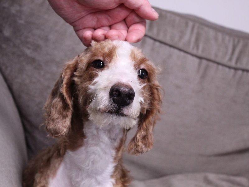 Huxley - Image 3 of 5