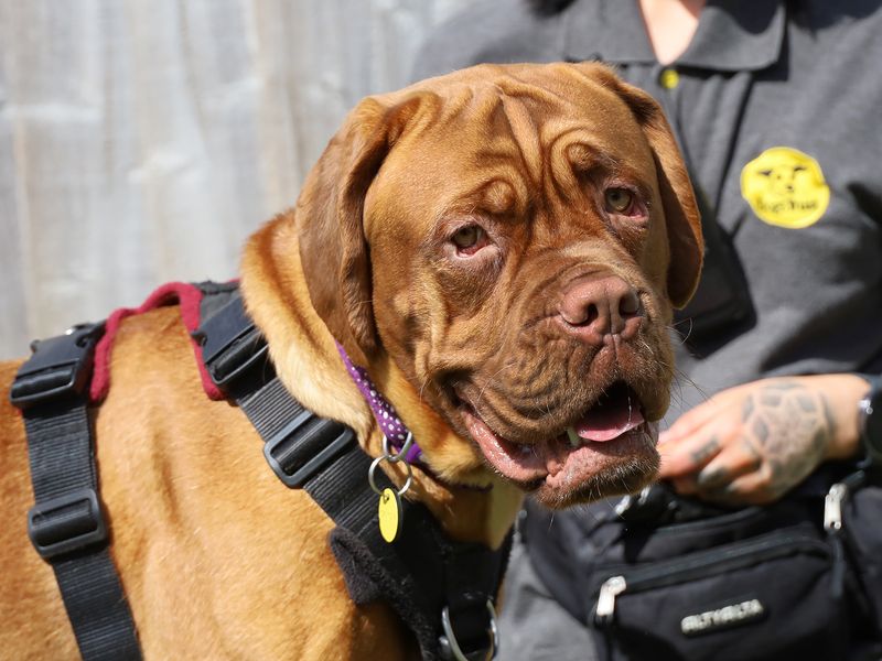 Margot | Dogue De Bordeaux | Leeds - 1